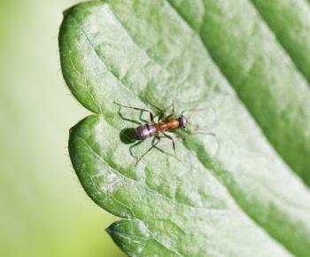 ant in nature. Macro