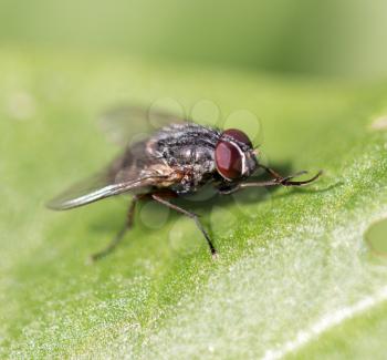 fly in nature. macro