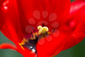 tulip on nature. macro