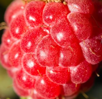 raspberry in nature. macro