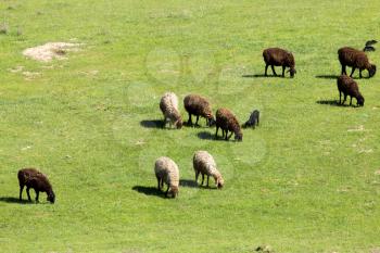 sheep in nature