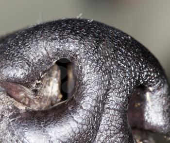 the dog's nose. close-up