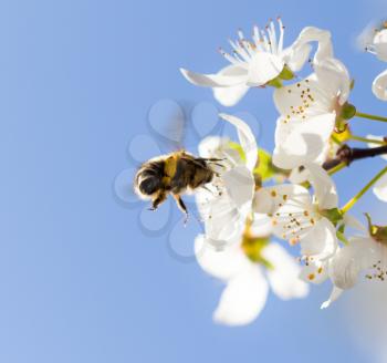 bee on flowers tree. macro