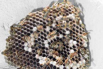 Wasps on comb