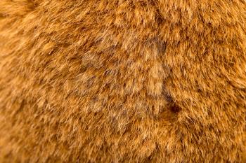 background of fur