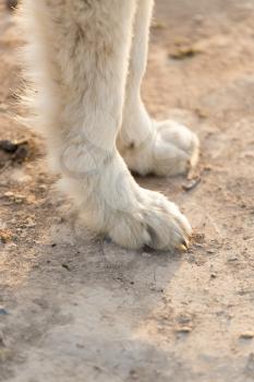dog's paws