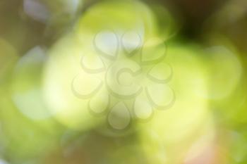 abstract bokeh background of nature