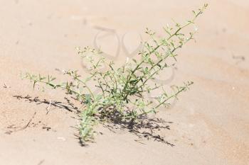 plants in the sand in the desert