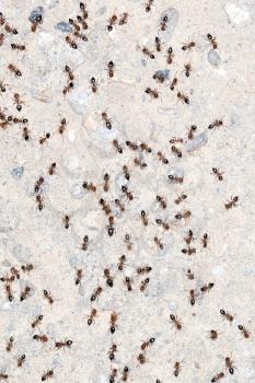 ants on the wall. close-up