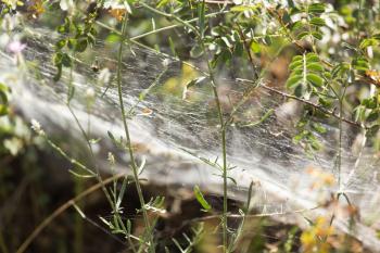 Web on the plant in nature