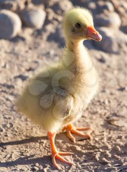 little gosling nature