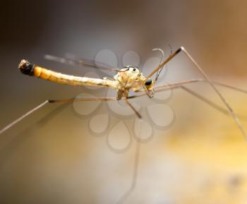 large mosquito. macro