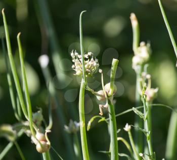 close up of green onion head blooming at field