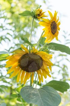 sunflower on nature