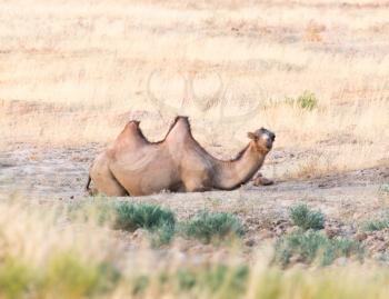 camel in nature