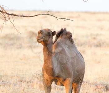 camel in nature