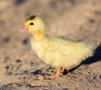 little duckling in nature