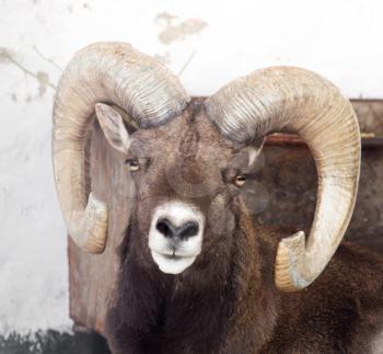 portrait of a sheep with horns
