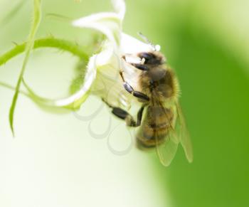 bee on flowers in nature. macro