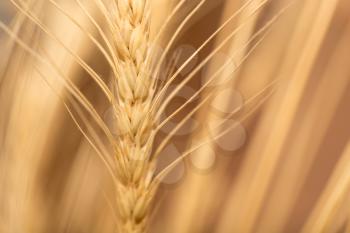 ear of wheat. macro