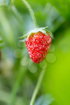strawberry in nature. macro