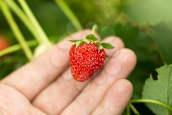 strawberry in hand on nature
