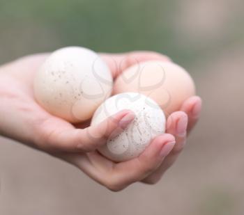 eggs in hand
