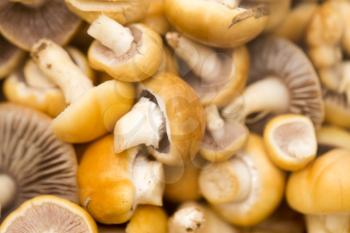 background of mushrooms. macro