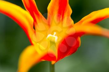 tulip on nature. macro