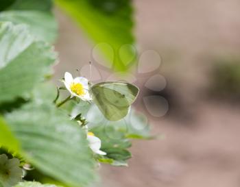 butterfly on flower strawberries