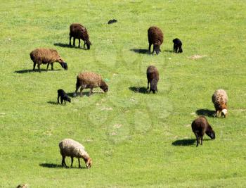 sheep in nature
