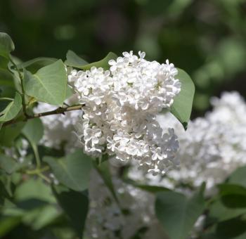 white lilac nature