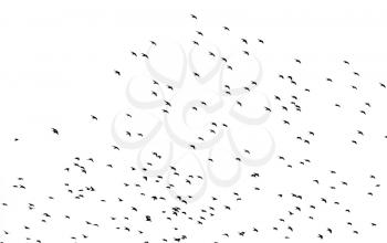 A flock of birds in the sky on a white background