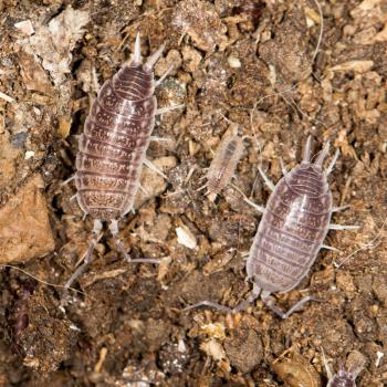 beetle wood louse in nature