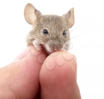 Mouse in hand on white background