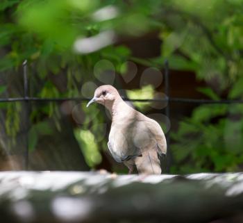 pigeon on nature
