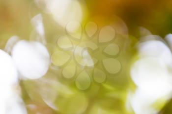 abstract bokeh background of nature