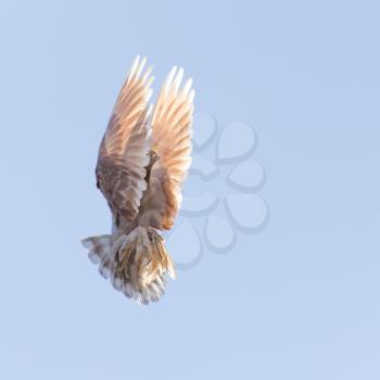 dove in flight in the sky