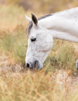 White horse on nature