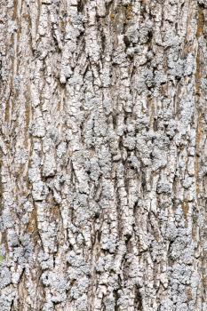 Background of bark
