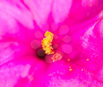 red flower pollen. close-up