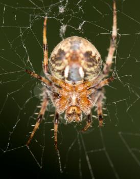 spider in nature. close-up