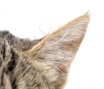 ear cat on a white background