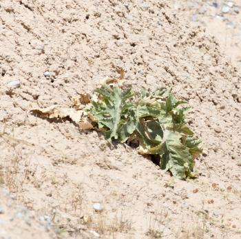 plant in the desert