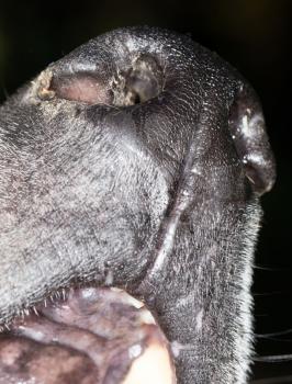 the dog's nose. close-up