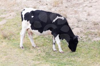 cow on Nature