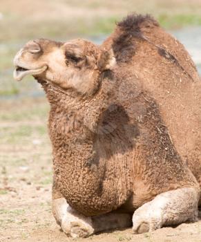 camel portrait in nature