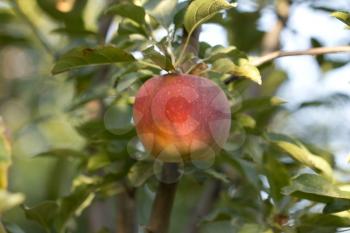 ripe red apple on a tree branch