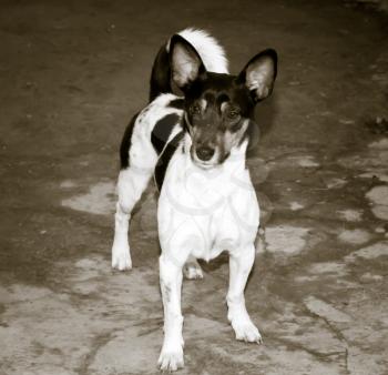 black and white photo of a dog portrait