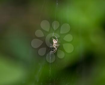 spider in nature. macro